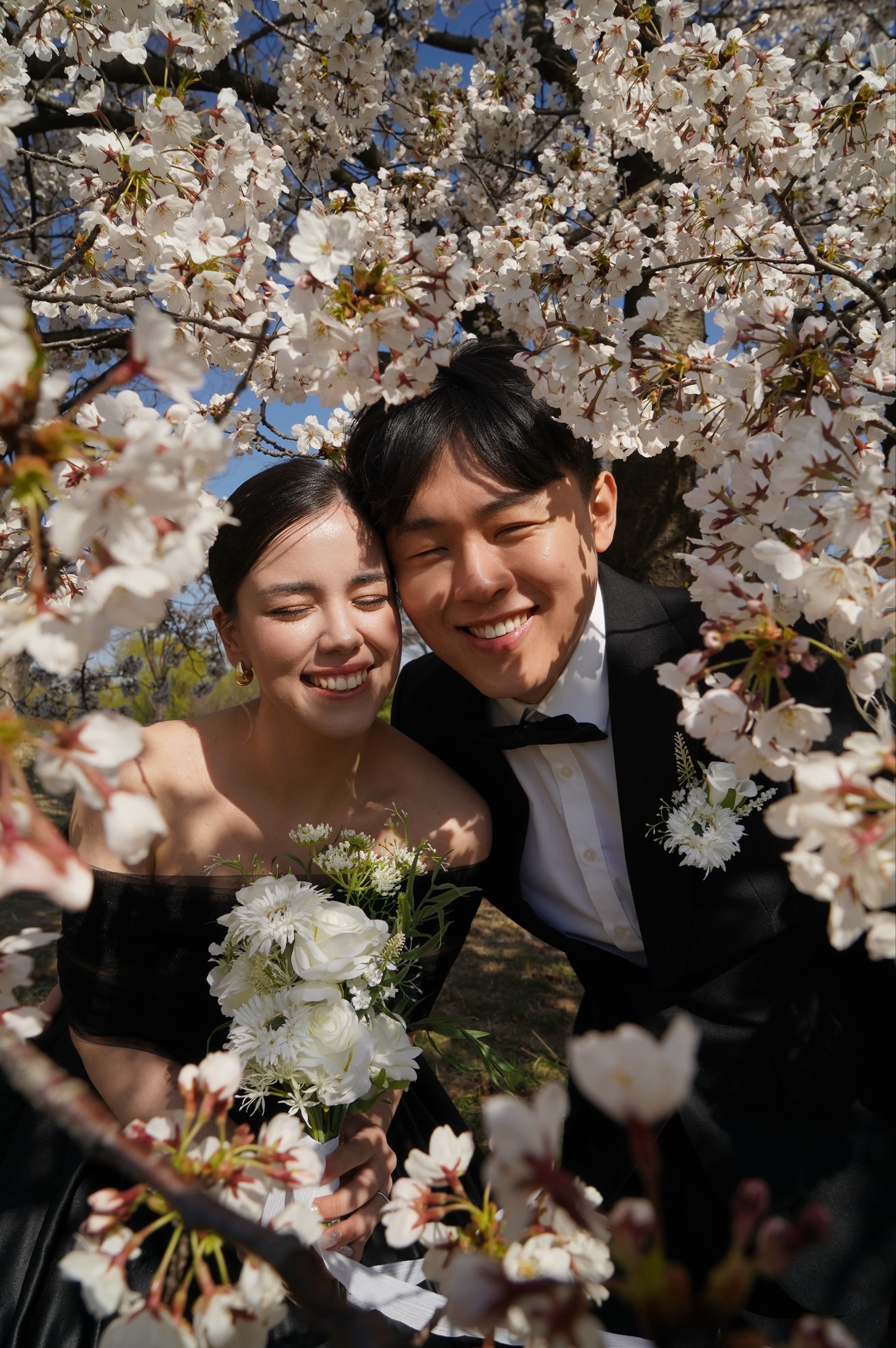 Cherry Blossoms
